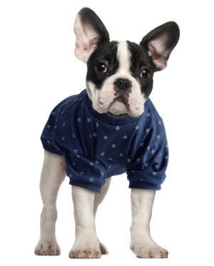 Roupa Camiseta Malha Azul para cachorros